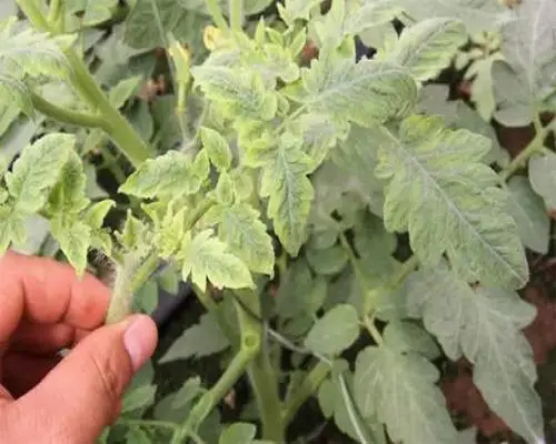 番茄花葉病毒病,草莓沖施肥 番茄花葉病毒病,草莓沖施肥
