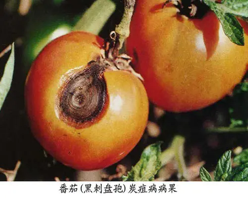 黑刺盤孢炭疽病,番茄沖施肥批發(fā)