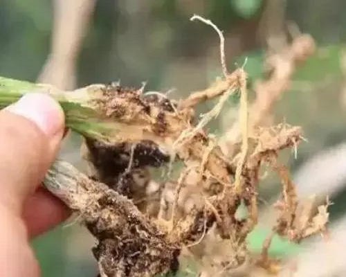 黑點根腐病,鄭州水溶肥廠家直銷